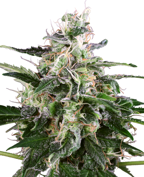 WHITE SKUNK WHITE LABEL (SENSI SEEDS) SEMI CANNABIS AUTOFIORENTI