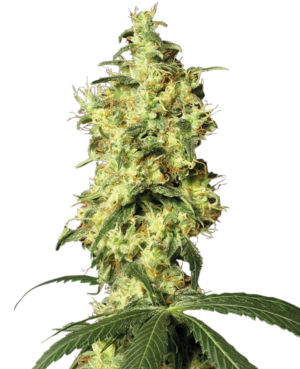 WHITE WIDOW WHITE LABEL (SENSI SEEDS) SEMI CANNABIS AUTOFIORENTI