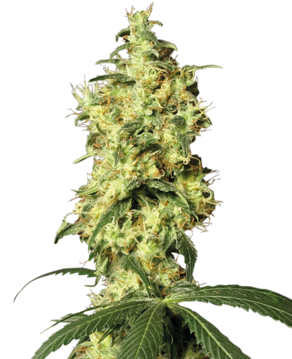 WHITE WIDOW WHITE LABEL (SENSI SEEDS) SEMI CANNABIS AUTOFIORENTI