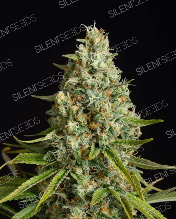 AMNESIA LEMON SILENT SEEDS SEMI CANNABIS FEMMINIZZATI