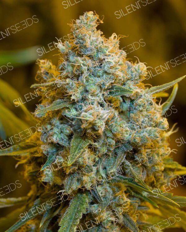 CRITICAL JACK SILENT SEEDS SEMI CANNABIS FEMMINIZZATI