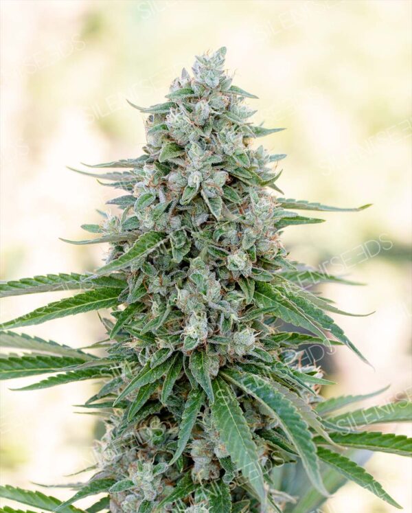 CRITICAL MANGO SILENT SEEDS SEMI CANNABIS FEMMINIZZATI