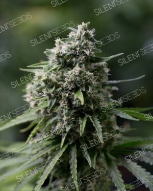 CRITICAL+ 2.0 SILENT SEEDS SEMI CANNABIS FEMMINIZZATI