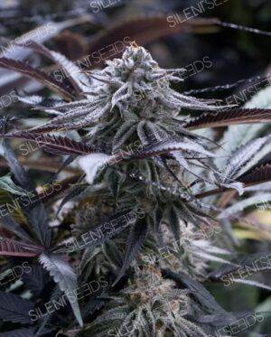 GRAPE JUICE SILENT SEEDS SEMI CANNABIS FEMMINIZZATI