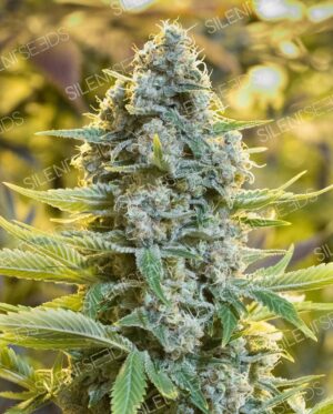 MOBY DICK SILENT SEEDS SEMI CANNABIS FEMMINIZZATI