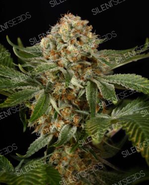 OG KUSH SILENT SEEDS SEMI CANNABIS FEMMINIZZATI