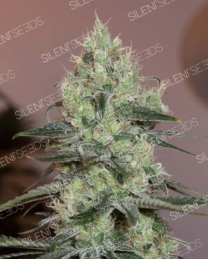 ORIGINAL AMNESIA SILENT SEEDS SEMI CANNABIS FEMMINIZZATI