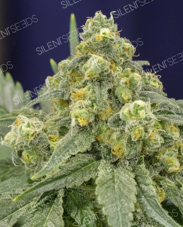 WHITE WIDOW SILENT SEEDS SEMI CANNABIS FEMMINIZZATI