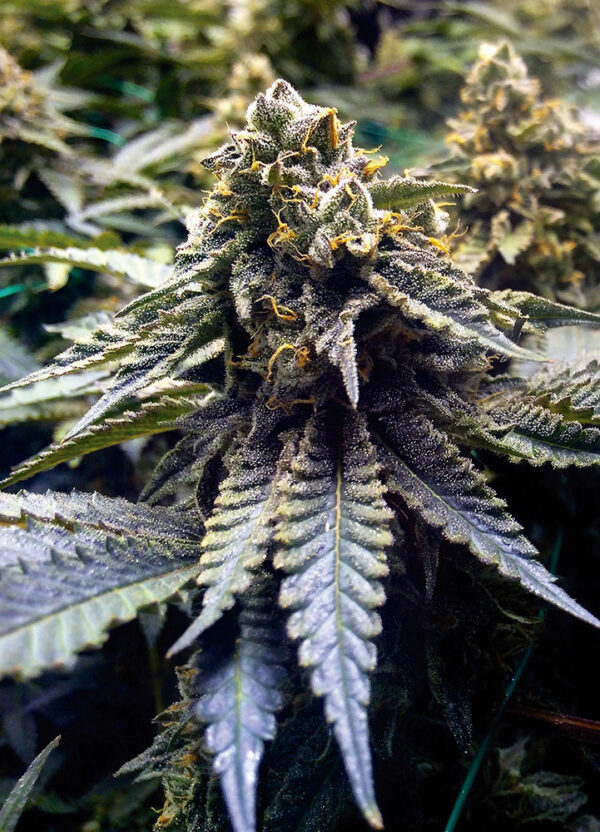 CHOCOLATE MINT OG 2.0 HUMBOLDT SEED SEMI CANNABIS FEMMINIZZATI