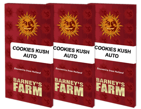 COOKIES KUSH BARNEYS FARM SEMI CANNABIS AUTOFIORENTI