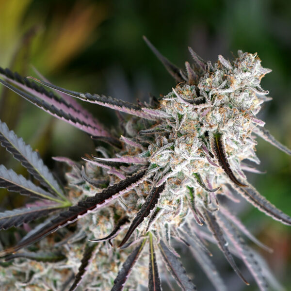 PEANUT BUTTER BREATH HUMBOLDT SEED FIORITURA RAPIDA SEMI CANNABIS FEMMINIZZATI