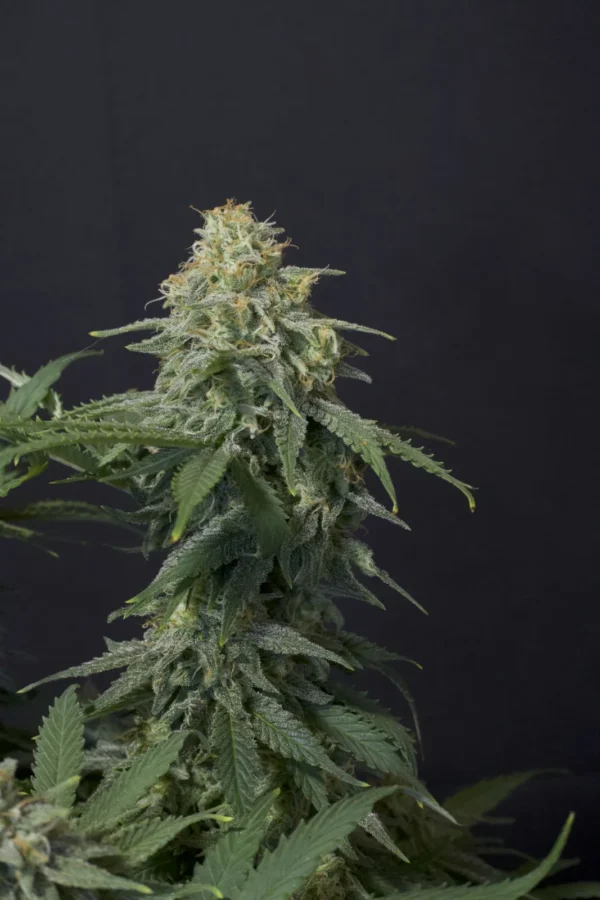 WEDDING CHEESECAKE FF 420 FAST FAST FLOWERING BUDS SEMI CANNABIS