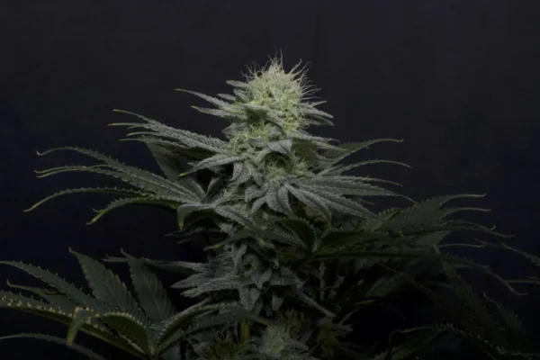 GG4 SHERBET FF 420 FAST BUDS FAST FLOWERING SEMI CANNABIS