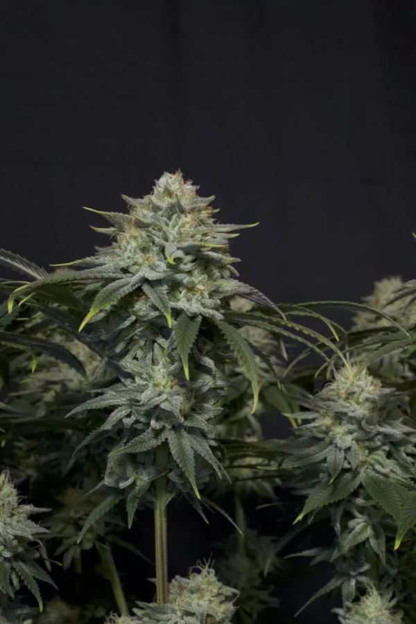 GORILLA COOKIE FF 420 FAST BUDS FAST FLOWERING SEMI CANNABIS