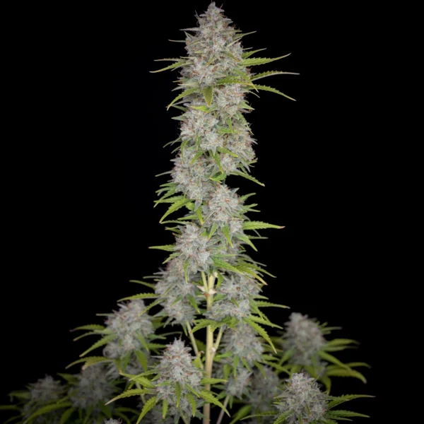 ORANGE SHERBET FF 420 FAST BUDS FAST FLOWERING SEMI CANNABIS