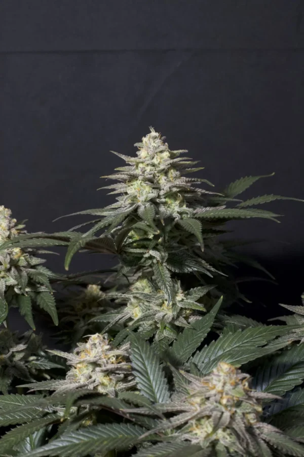 PURPLE LEMONADE FF 420 FAST BUDS FAST FLOWERING SEMI CANNABIS