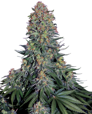 BLUE SKUNK SENSI SEEDS SEMI CANNABIS FEMMINIZZATI