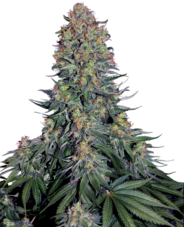 BLUE SKUNK SENSI SEEDS SEMI CANNABIS FEMMINIZZATI
