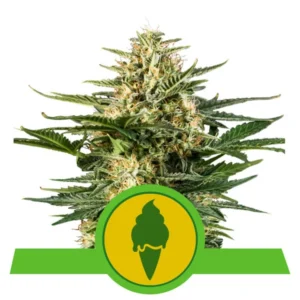 GREEN GELATO ROYAL QUEEN SEMI CANNABIS AUTOFIORENTI
