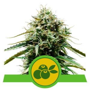 HAZE BERRY ROYAL QUEEN SEMI CANNABIS AUTOFIORENTI