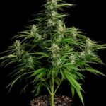 MEDUSA F1 (PREMIUM SEEDS) ROYAL QUEEN SEMI CANNABIS AUTOFIORENTI