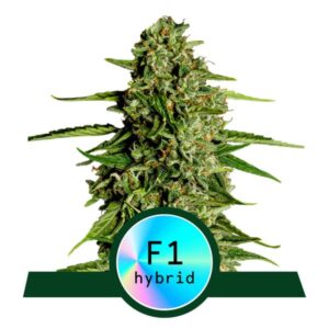 MEDUSA F1 (PREMIUM SEEDS) ROYAL QUEEN SEMI CANNABIS AUTOFIORENTI