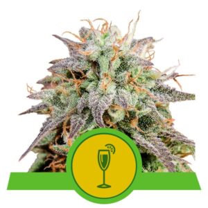 MIMOSA ROYAL QUEEN SEMI CANNABIS AUTOFIORENTI