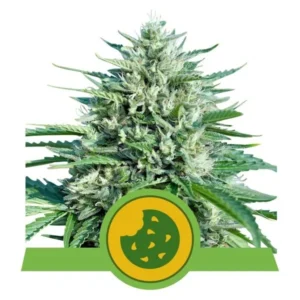 ROYAL COOKIES ROYAL QUEEN SEMI CANNABIS AUTOFIORENTI