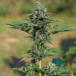 ROYAL GORILLA ROYAL QUEEN SEMI CANNABIS AUTOFIORENTI