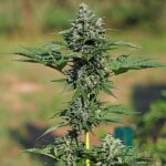 ROYAL GORILLA ROYAL QUEEN SEMI CANNABIS AUTOFIORENTI