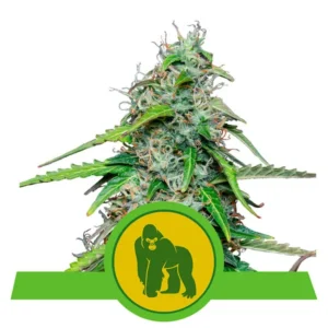 ROYAL GORILLA ROYAL QUEEN SEMI CANNABIS AUTOFIORENTI