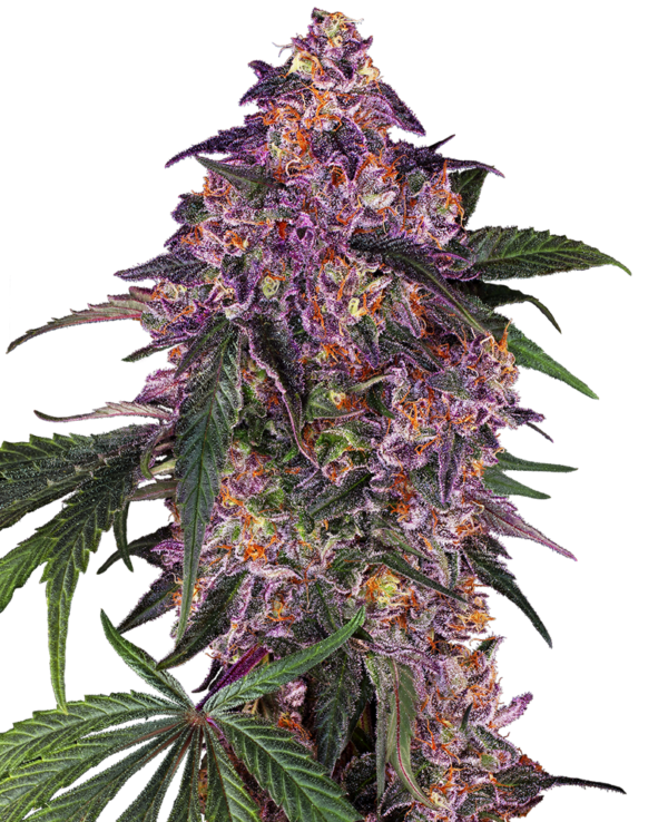 SENSI PURPLE KUSH SENSI SEEDS SEMI CANNABIS FEMMINIZZATI