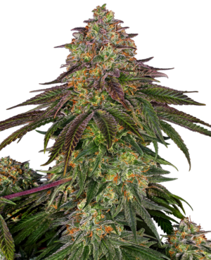 SWEET CHERRY KUSH SENSI SEEDS SEMI CANNABIS FEMMINIZZATI