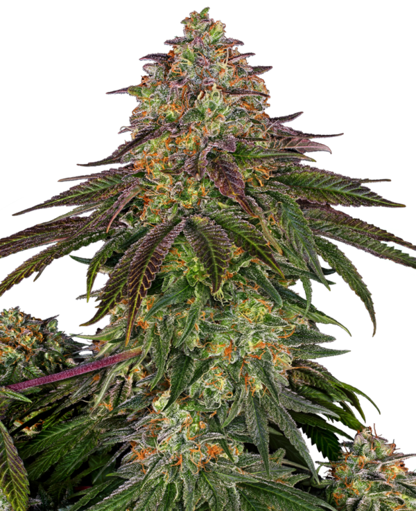 SWEET CHERRY KUSH SENSI SEEDS SEMI CANNABIS FEMMINIZZATI