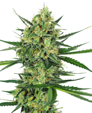 TANGERINE SUGAR SENSI SEEDS SEMI CANNABIS FEMMINIZZATI