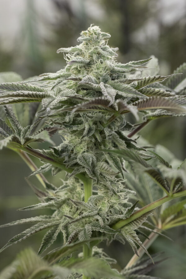 LEMON CITRON HUMBOLDT SEED SEMI CANNABIS FEMMINIZZATI