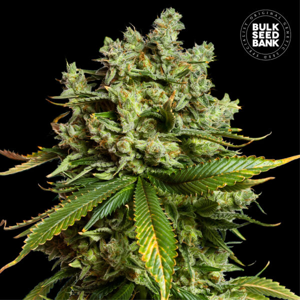 MIMOSA FAMOSA BULK SEED BANK SEMI CANNABIS AUTOFIORENTI