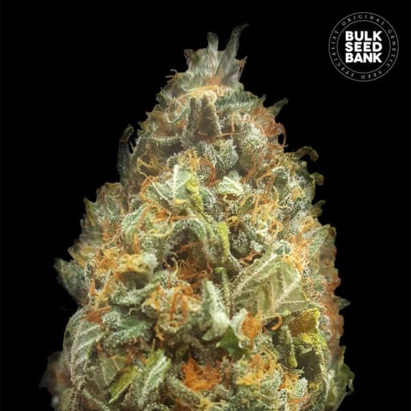 ORIGINAL ORANGE BUD BULK SEED BANK SEMI CANNABIS AUTOFIORENTI
