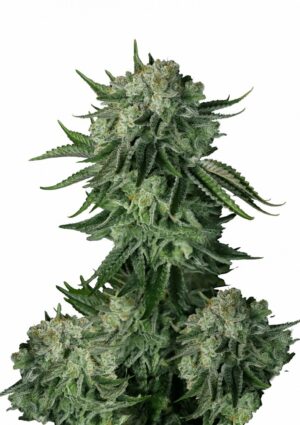 MOBY DICK 420 FAST BUDS FAST FLOWERING SEMI CANNABIS