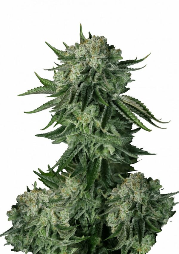 MOBY DICK 420 FAST BUDS FAST FLOWERING SEMI CANNABIS