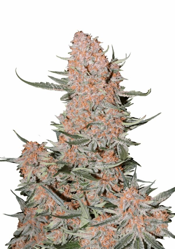 ZTRAWBERRIEZ 420 FAST BUDS SEMI CANNABIS AUTOFIORENTI