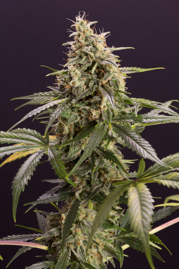 CHEM BOMB HUMBOLDT SEED SEMI CANNABIS AUTOFIORENTI