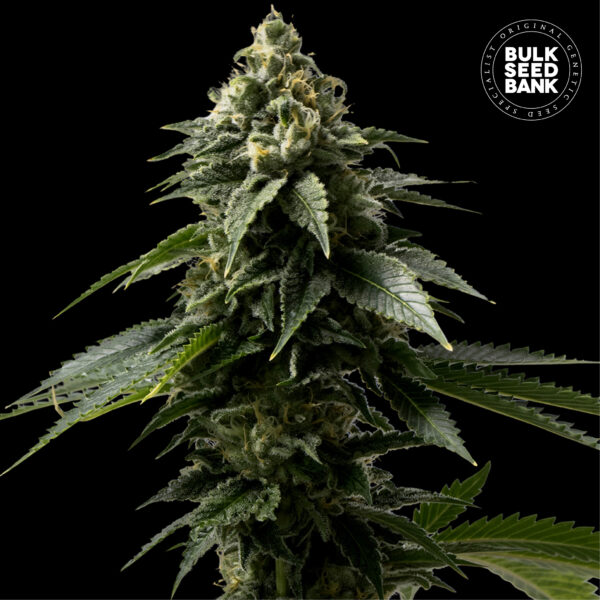COFFE ROCKET BULK SEED BANK SEMI CANNABIS FEMMINIZZATI