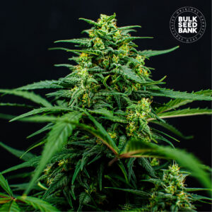 MIMOSA FAMOSA BULK SEED BANK SEMI CANNABIS FEMMINIZZATI