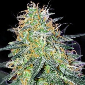 BRUCE BANNER #5 BULK SEED BANK SEMI CANNABIS FEMMINIZZATI