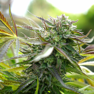 PINEAPPLE CHEM HUMBOLDT SEED SEMI CANNABIS AUTOFIORENTI
