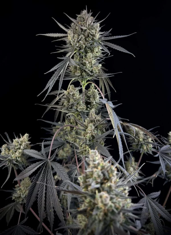 POUND CAKE 420 FAST BUDS SEMI CANNABIS AUTOFIORENTI