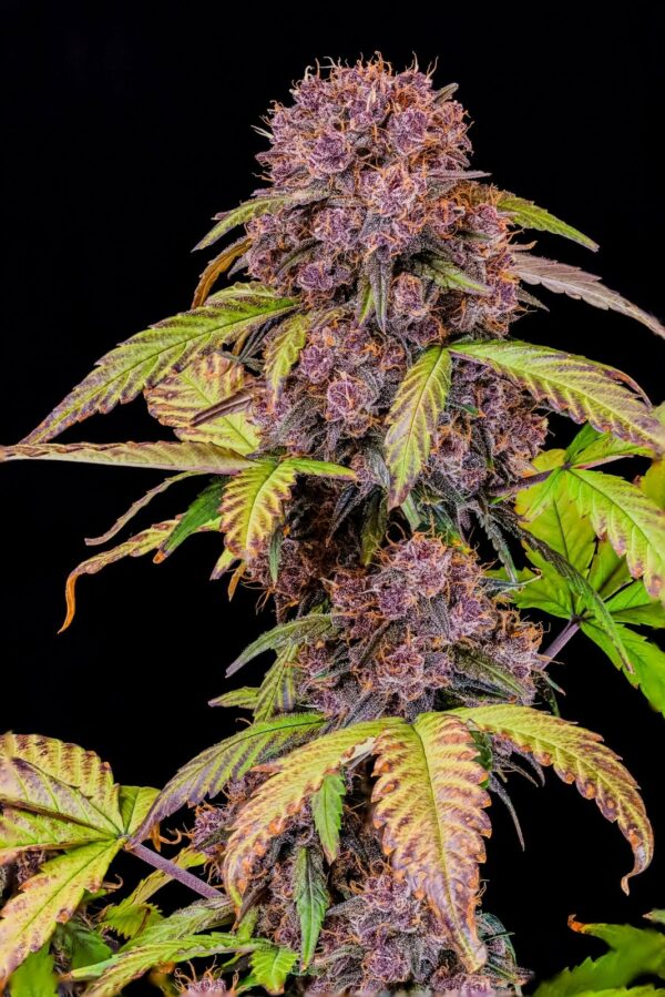 LEMON CHERRY COOKIES 420 FAST BUDS SEMI CANNABIS AUTOFIORENTI