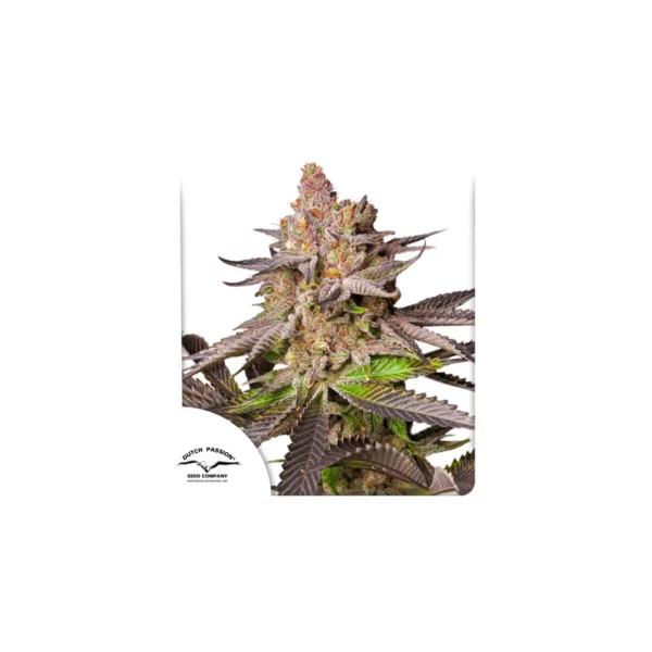 MELONADE RUNTZ DUTCH PASSION SEMI CANNABIS FEMMINIZZATI