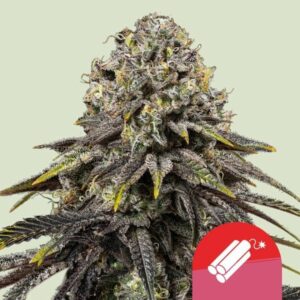 DYNAMITE DIESEL ROYAL QUEEN SEMI CANNABIS FEMMINIZZATI